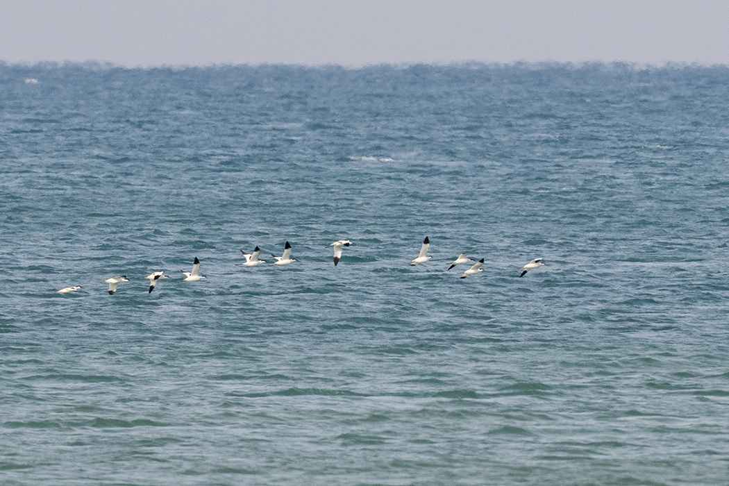 Pied Avocet
